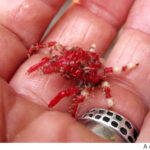 Rare spider crab re-discovered after 99 years