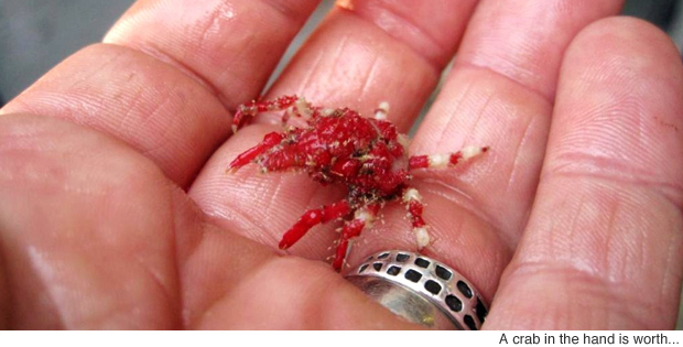 Rare spider crab re-discovered after 99 years
