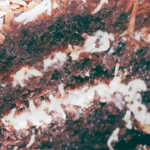 Prestige cake